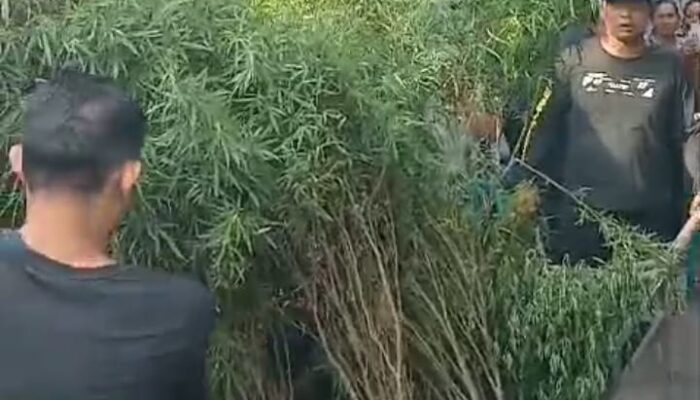 Polisi Gerebek Rumah di Cengkareng, Sita 40 Pohon Ganja dan Tangkap Tersangka