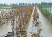 Akibat Banjir Lahan Pertanian Bawang Merah 20 Hektar Desa Ngurensiti Wedarijaksa Pati Terendam