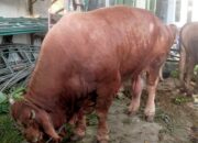 Sapi Hewan Qurban Berat 1 Ton Lebih di Sembelih Warga Muara Angke