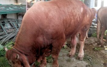 Sapi Hewan Qurban Berat 1 Ton Lebih di Sembelih Warga Muara Angke
