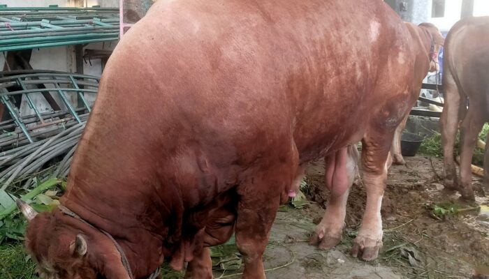 Sapi Hewan Qurban Berat 1 Ton Lebih di Sembelih Warga Muara Angke