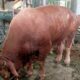Sapi Hewan Qurban Berat 1 Ton Lebih di Sembelih Warga Muara Angke